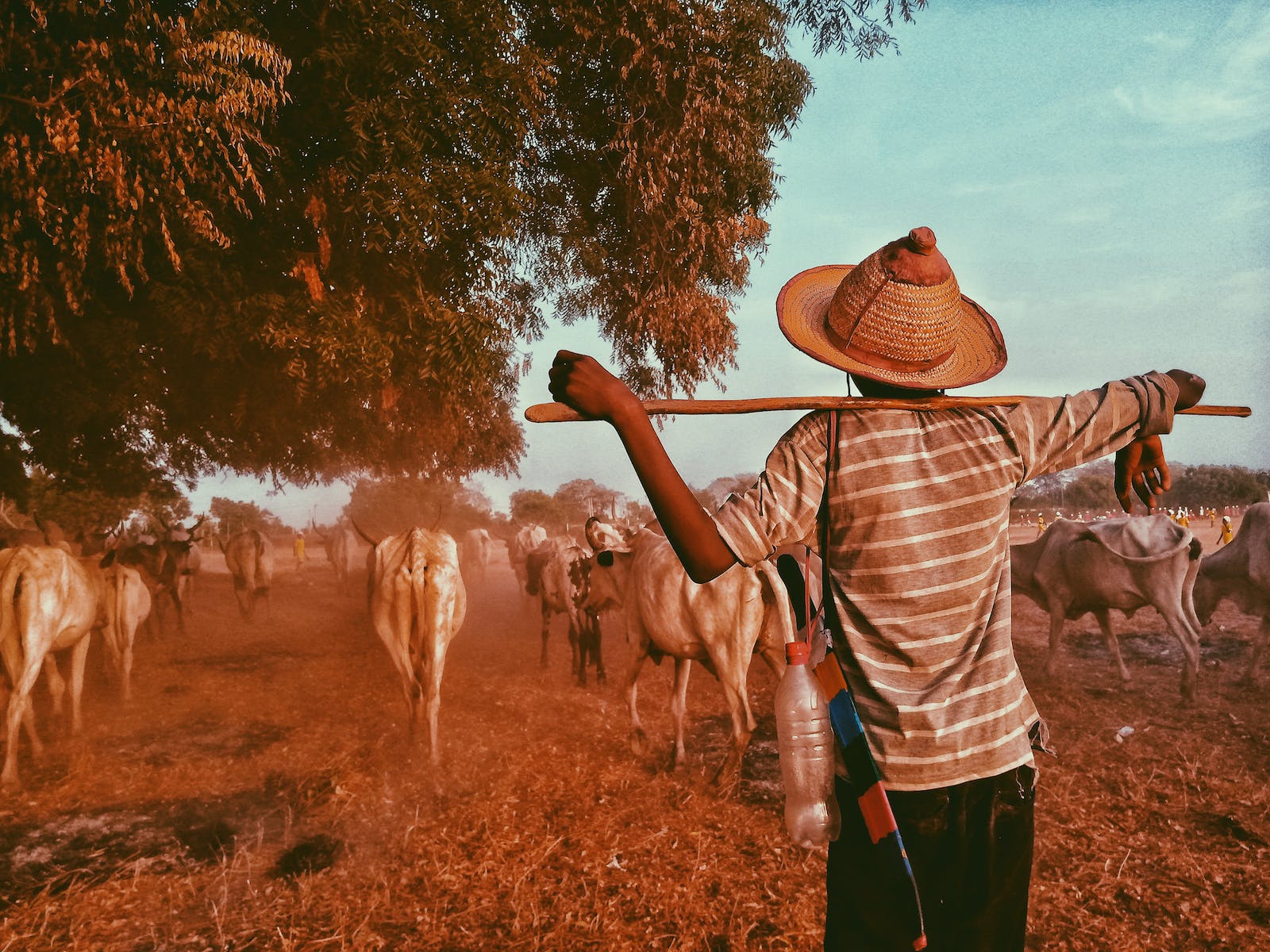 A herder tending cattle under a tree at golden hour in the West African savannah