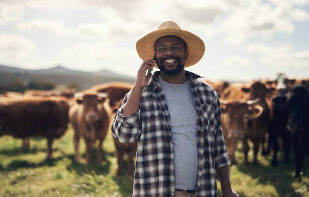 A smiling farmer talking on a mobile phone among grazing cattle